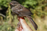 Song Sparrow (Melospiza melodia morphna)