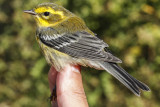 Townsends Warbler (Setophaga townsendi)
