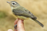 Warbling Vireo (Vireo gilvus swainsoni)