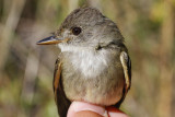 Willow Flycatcher (Empidonax traillii brewsteri)