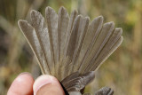 Willow Flycatcher (Empidonax traillii brewsteri)