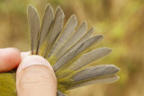 Wilsons Warbler (Wilsonia pusilla chryseola)