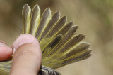 Yellow Warbler (Setophaga petechia)