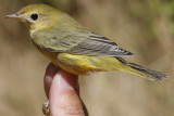 Yellow Warbler (Setophaga petechia)