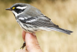 Black-throated Grey Warbler (Dendroica nigrescens nigrescens)