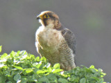 low res Barbary Falcon not reduced (10).jpg