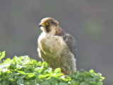 low res Barbary Falcon not reduced (9).jpg