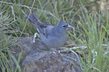 low res Blue Chaffinch not reduced (5).jpg