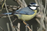 low res Blue Tit not reduced (3).jpg