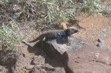 low res Canary Skink not reduced.jpg