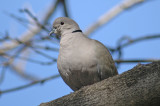 low res Collared Dove not reduced.jpg