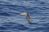 low res Corys Shearwater not reduced (2).jpg