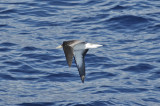 low res Corys Shearwater not reduced (4).jpg