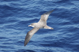 low res Corys Shearwater not reduced (6).jpg