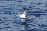 low res Corys Shearwater not reduced (9).jpg