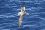 low res Corys Shearwater not reduced.jpg