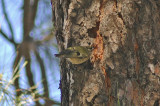 low res Goldcrest not reduced.jpg