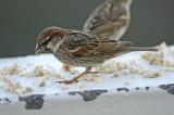 low res Spanish Sparrow not reduced (2).jpg