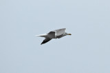 low res Yellow-legged Gull not reduced (2).jpg
