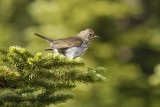 low res _MG_5968.jpg