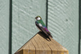 low res _MG_5981.jpg