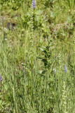 low res _MG_6374.jpg