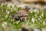 low res _MG_5184.jpg