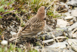 low res _MG_5243.jpg