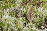 low res _MG_5251.jpg