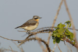 Greenland Wheatear (Oenanthe oenanthe leucorhoa)