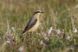 Greenland Wheatear (Oenanthe oenanthe leucorhoa)