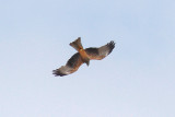 Black Kite (Milvus migrans)