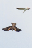 Black Kite (Milvus migrans)