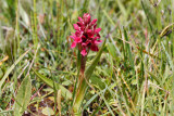 Early Marsh Orchid (Dactylorhiza incarnata coccinea)