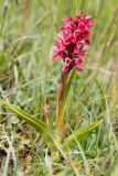 Early Marsh Orchid (Dactylorhiza incarnata coccinea)