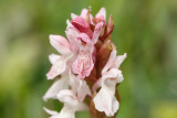 Early Marsh Orchid (Dactylorhiza incarnata incarnata)