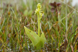 Fen Orchid (Liparis loeselii ovata)