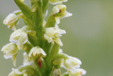 Small White Orchid (Pseudorchis albida)