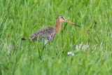 Black-tailed Godwit (Limosa limosa limosa)