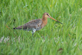 Black-tailed Godwit (Limosa limosa limosa)