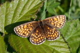 Heath Fritillary (Melitaea athalia)