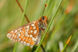 Marsh Fritillary (Euphydryas aurinia aurinia) 