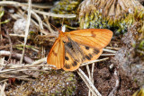 Clouded Buff (Diacrisia sannio)