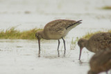 Hudsonian Godwit (Limosa haemastica)