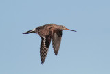 Hudsonian Godwit (Limosa haemastica)