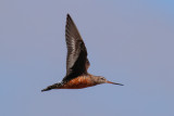 Hudsonian Godwit (Limosa haemastica)