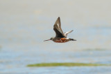 Hudsonian Godwit (Limosa haemastica)