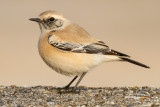 Desert Wheatear (Oenanthe deserti)