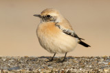 Desert Wheatear (Oenanthe deserti)