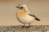 Desert Wheatear (Oenanthe deserti)